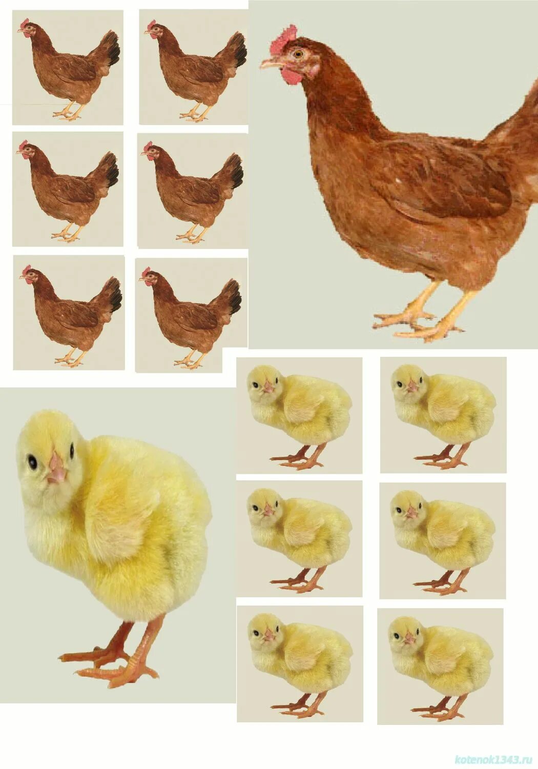 раздаточный материал курица и цыплята. цыплята. кубанская порода кур. курицаи цыплёнок задания для детей. курица цыпленок 5.