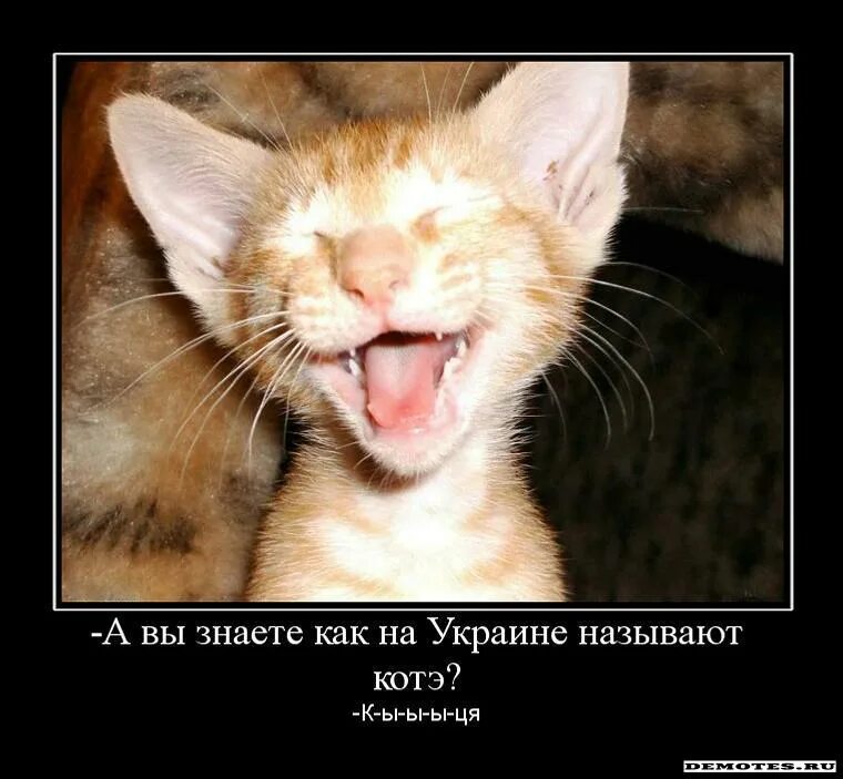 Что такое саечка за испуг