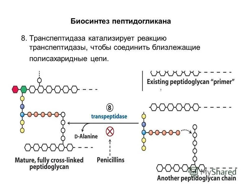 Строение пептидогликана бактерий. Пептидогликан муреин. Транспептидаза пептидогликана. Схема строения пептидогликана.