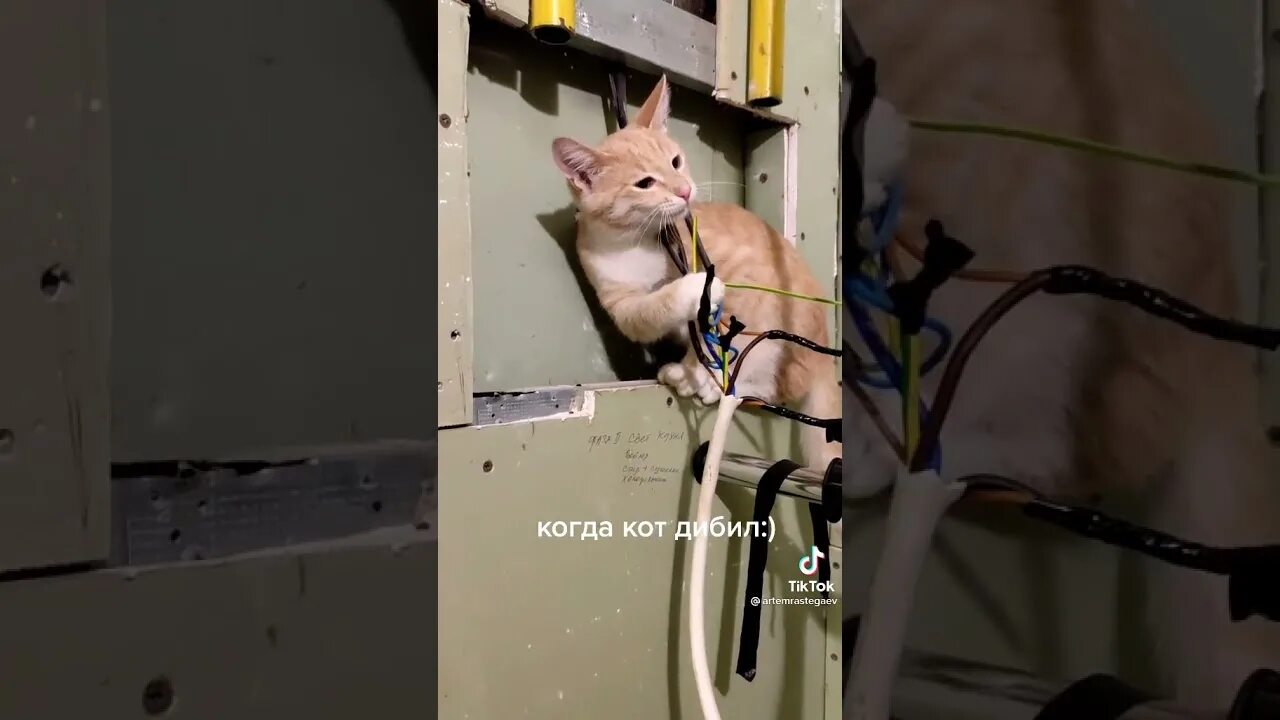 Кот ток. Кошка которую ударило током. Кот перегрыз провод. Мышь перегрызла кабель.