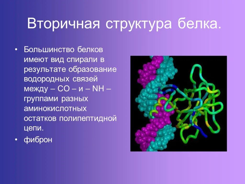 Строение белков. Структуры белка. Белки биология. Структура белка биология. Биологическая роль и структура белка