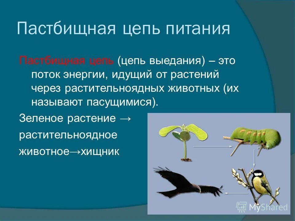 Последовательность звеньев в цепи выедания. Пастбищная и детритная пищевые цепи. Пастбищная цепь и цепь выедания. Пастбищная цепь питания (цепь выедания). Цепочка питания пастбищные цепи.