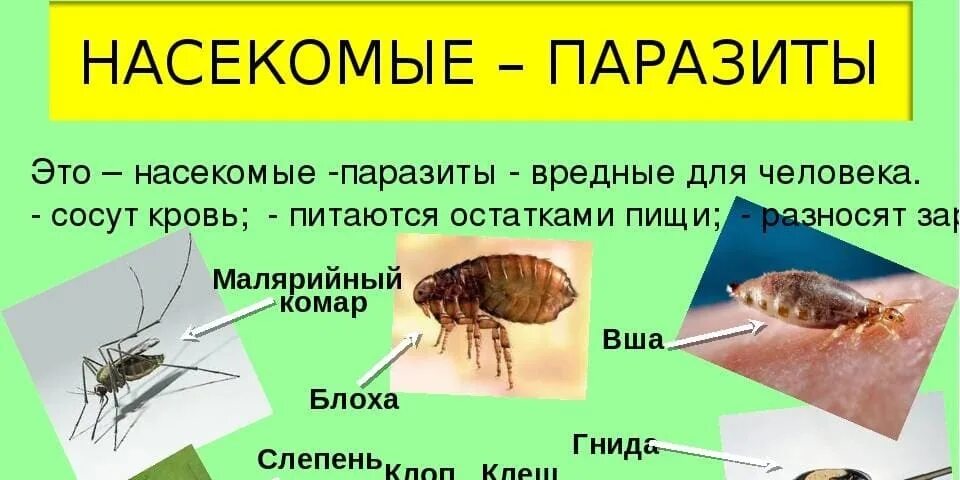 Почему необходимо бороться с комарами и клещами