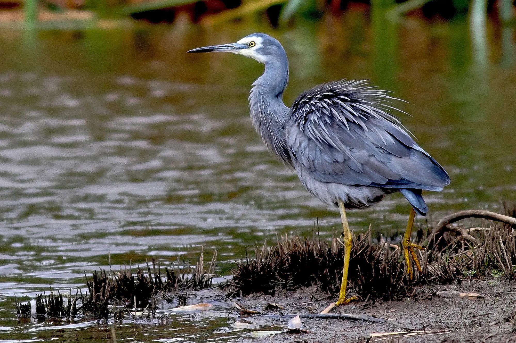черный аист, большая белая цапля. цапля голиаф. голенастые птицы. голенастые птицы. мадагаскарская цапля.