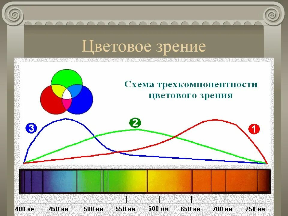 Цветовое зрение поле зрения. Устойчивость хроматического зрения. схема цветового зрения глаз. функция цветности. хроматическая функция.