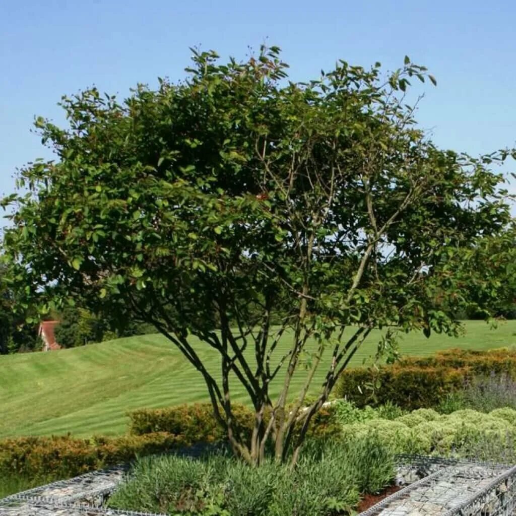 Кустарники похожие на деревья. Ирга Ламарка дерево. Ирга Ламарка (Amelanchier lamarckii). Ирга канадская. Ирга канадская куст.