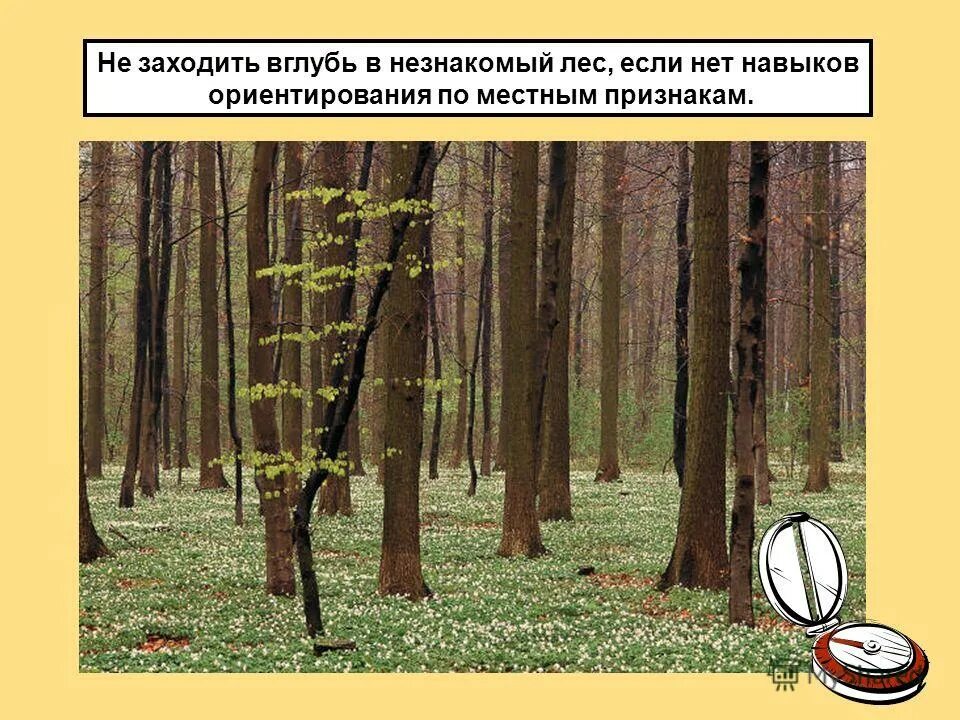Идти в глубь леса. Идти в глубь леса