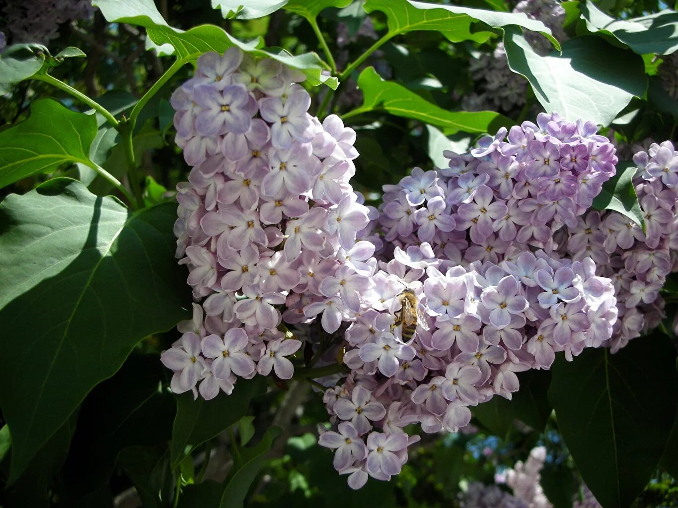 Какого цвета сирень. Сирень звегинцева (syringa sweginzowii). сирень войлочная. сирень бархатистая. сирень сесквисентенниэл.