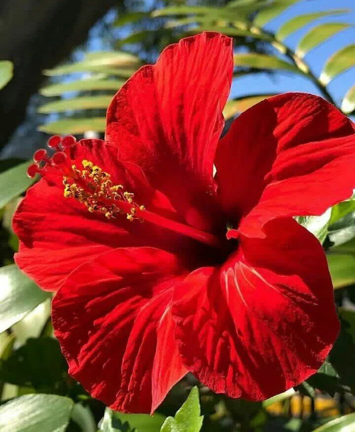New viruses infecting hibiscus plants on Oʻahu