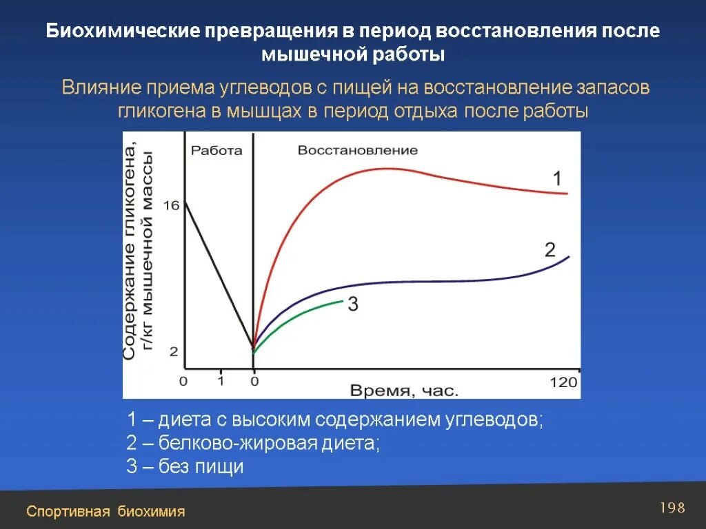 Как восстановиться после приема. Периоды восстановления после мышечной работы. Восстановление запасов гликогена. Биохимические превращения после мышечной работы. Мышечная работа восстановление.