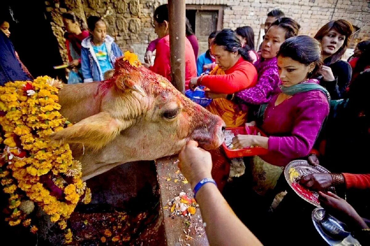 Культ почитания коровы в индии. Культ коровы в индии. Священные животные индии. Культ коровы в индии. Священные животные индии.