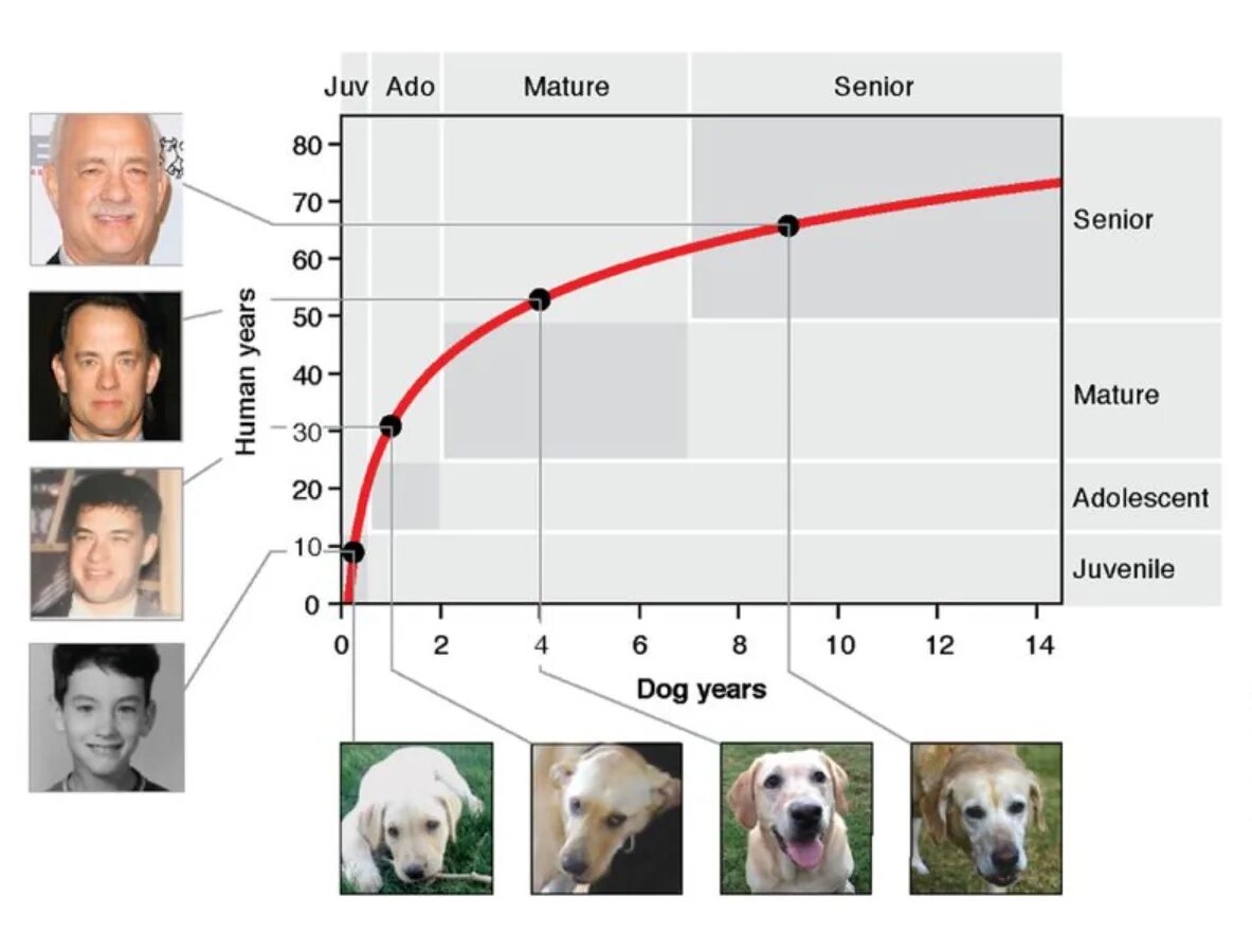 Собака по человеческому возрасту. Собачьи года на человеческие. Возраст собак. Собачьи года на человеческие таблица. Годы собаки по человеческим меркам.