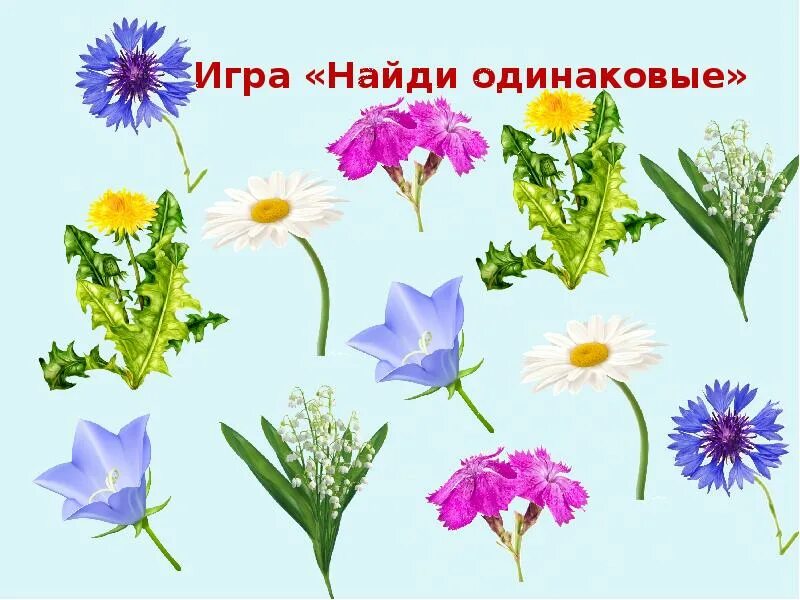 Полевые цветы детский сад. Полевые цветы детский сад. Лото луговые полевые садовые цветы. Полевые цветы детский сад. Цветы названия для дошкольников.