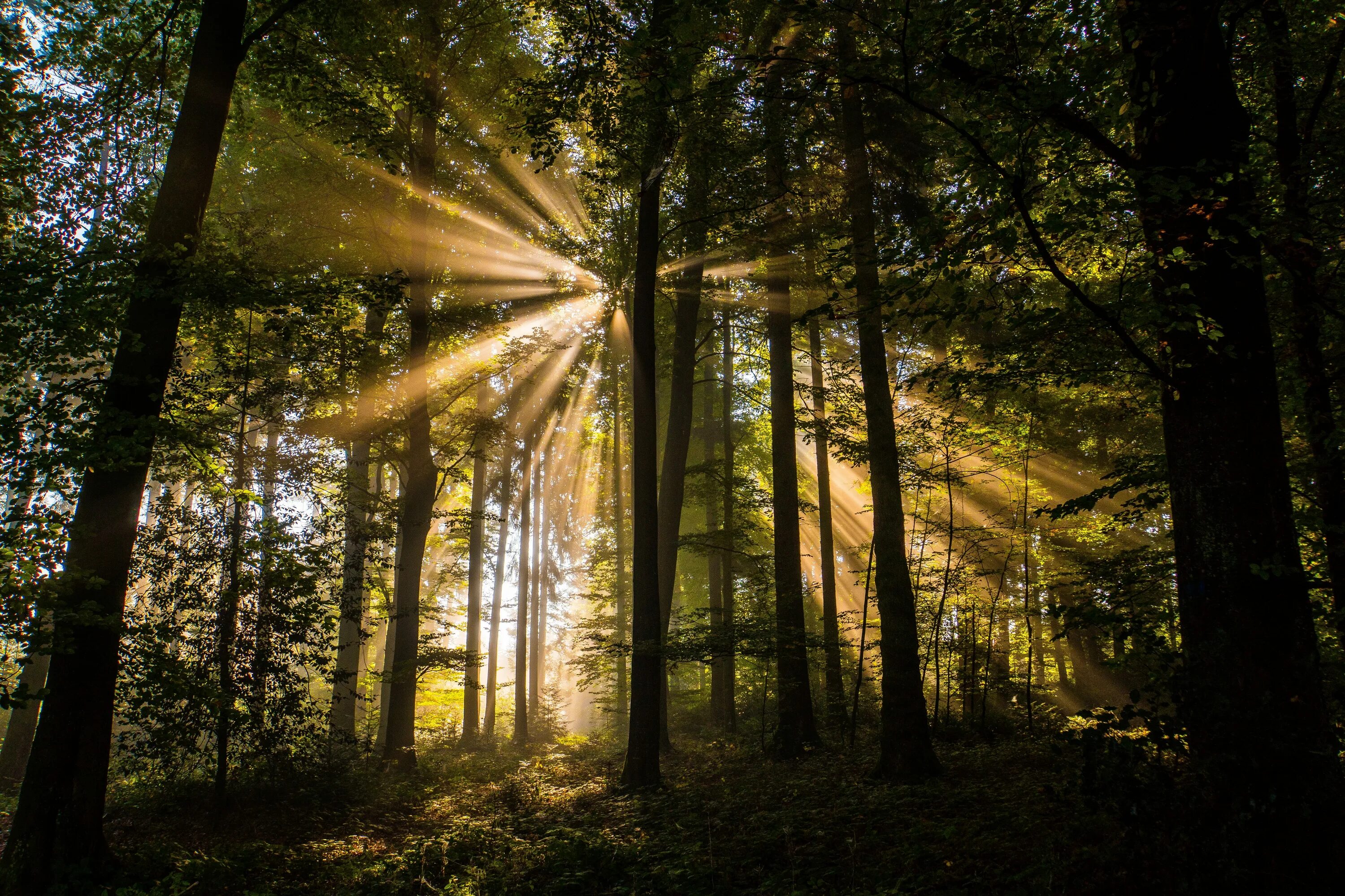 Sunlight direct
