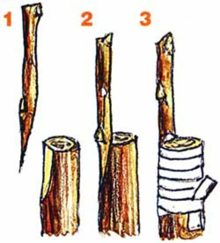 Прививка груши на яблоню. Прививка груши на дичку яблони. Прививка яблони на дичку весной. Привой груши на яблоню. Способы прививки яблонь весной