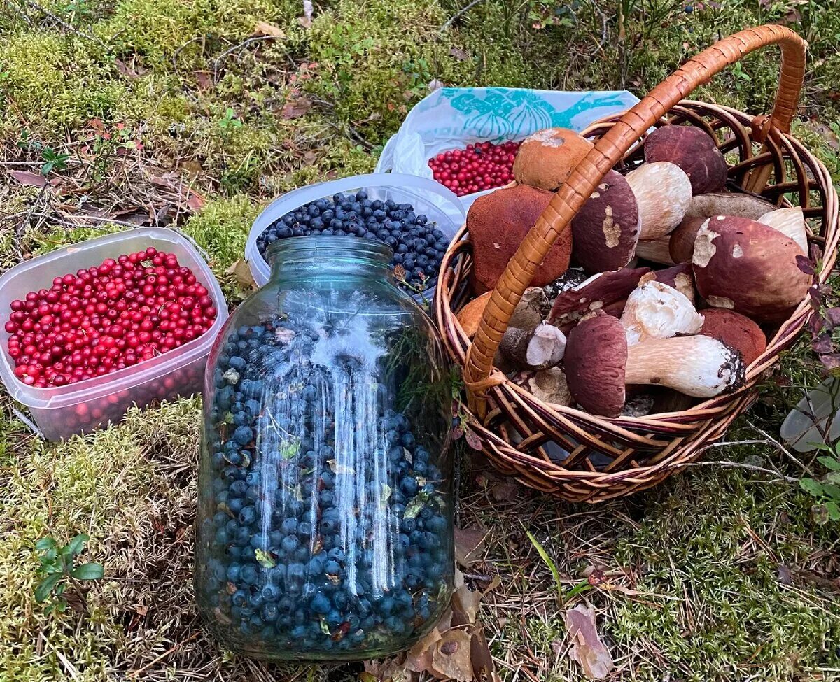 сбор брусники. гостинцы из леса шишки и ягоды. дыжа хаски охотник за ягодами. клюква дерево фото. сборщик ягод в карелии.