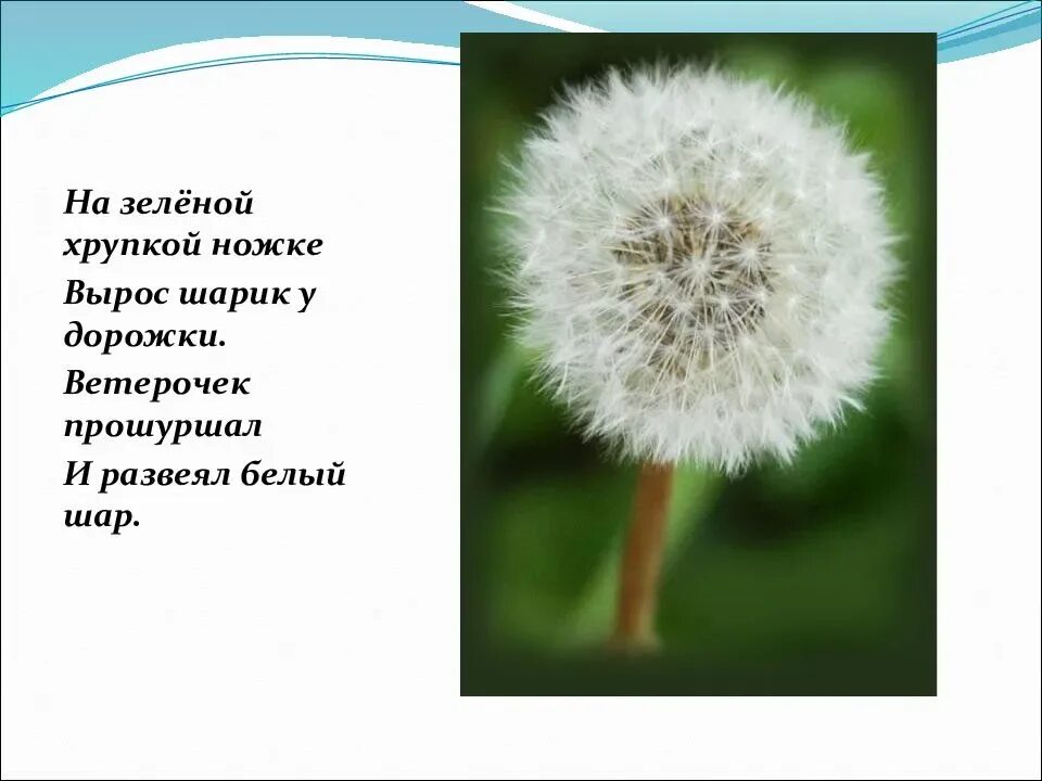 Одуванчик высотская 2 класс. Загадка про одуванчик. Загадка про одуванчик для детей. Загадка про одуванчик для дошкольников. Стих про одуванчик.