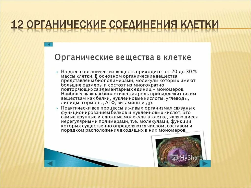 Первые клетки органические. Органические соединения клетки. Органические вещества клетки. Вывод по органическим веществам клетки. Органические вещества клетки вывод.