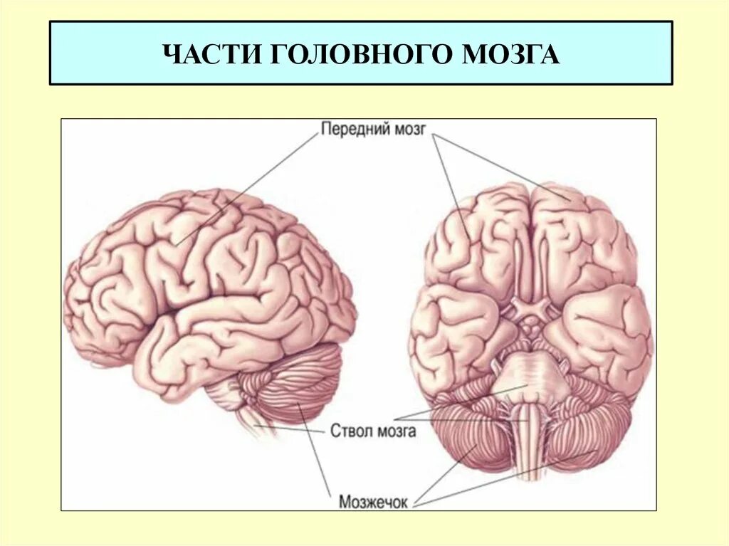 Части головного мозга анатомия. Строение головного мозга спереди. Передний отдел головного мозга. Частинами головного мозку..