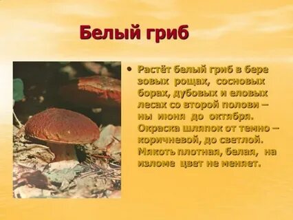 Белый гриб факты для детей