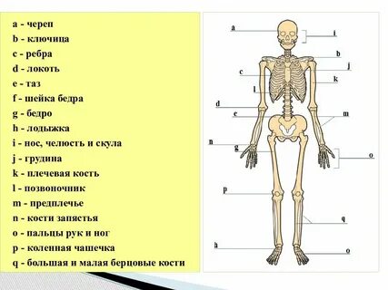 Кости представлен
