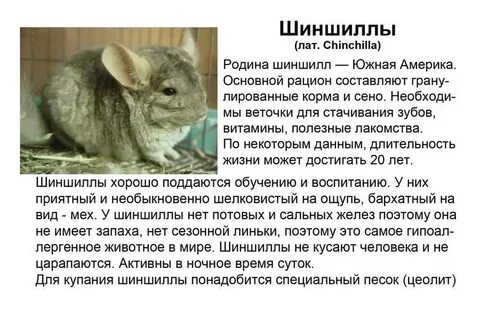 Шиншилла описание