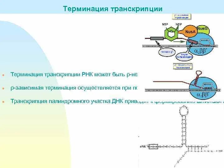 Процессы репликации транскрипции и трансляции. Стадия терминации репликации днк. терминация транскрипции схема. репликация стадии терминация.
