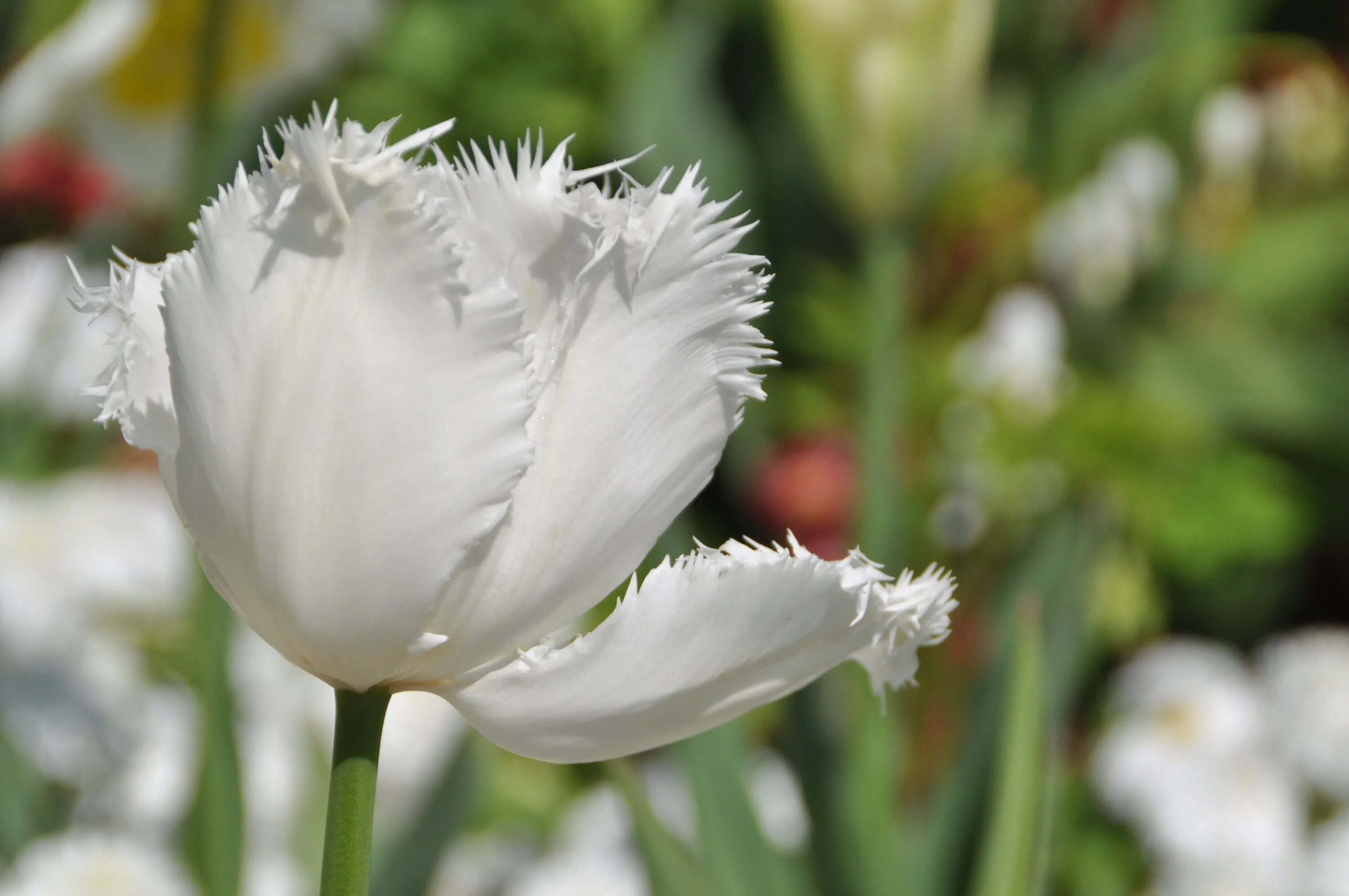 White tulip