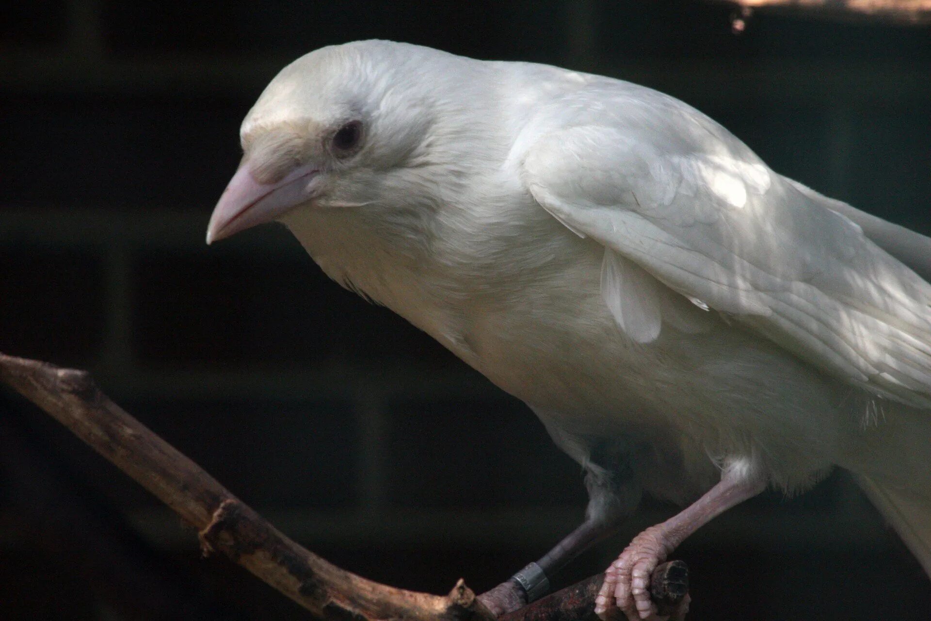 Белая чайка красная книга. Ел белые птицы. Голуби горлица белая. Полярная сова и лемминги. Сорока альбинос.