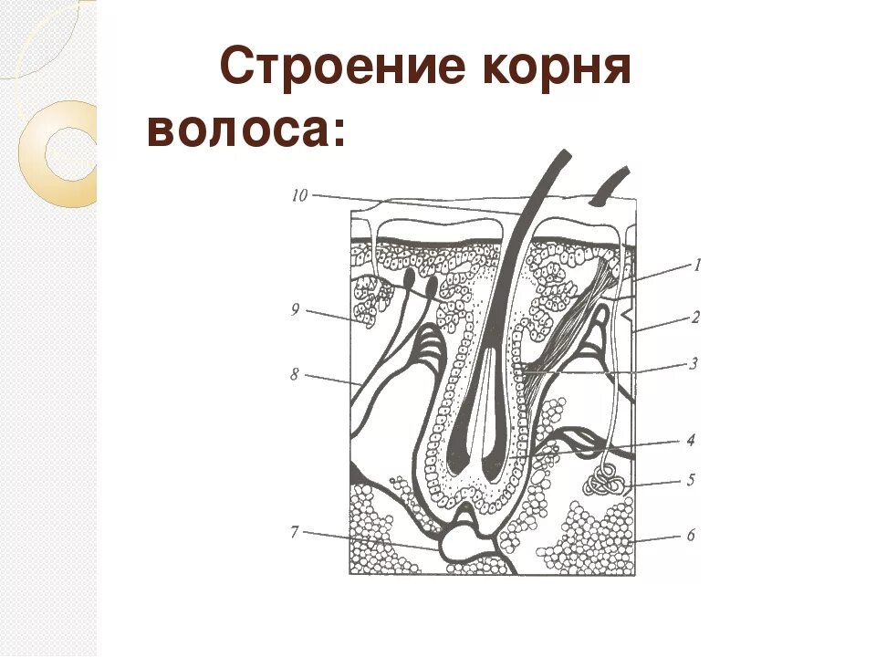 Строение волоса без подписи. Строение волоса человека без подписей. Строение волоса. Строение корня волоса.