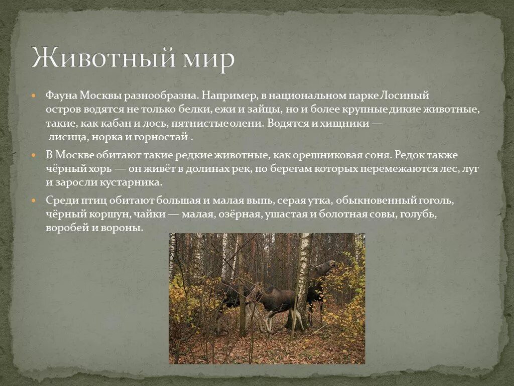 Лосиный остров один из первых национальных егэ. Животный мир москвы. растительный мир москвы. растительный мир лосиного острова. лосиный остров заповедник.