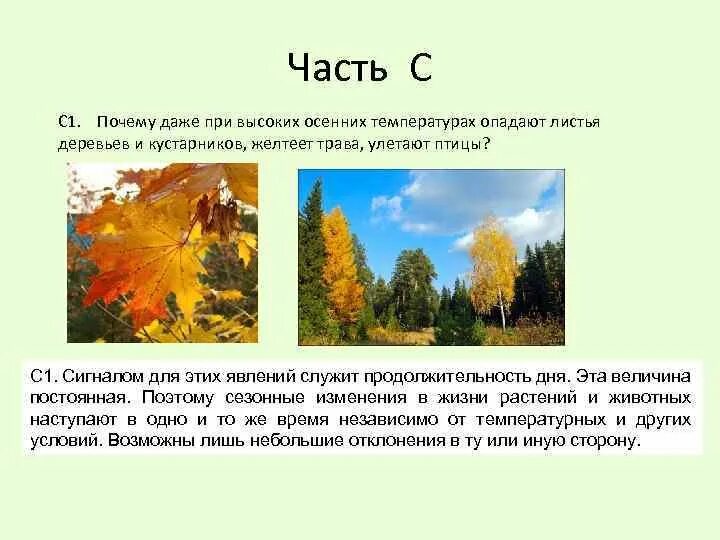 Даже самой теплой осенью листья желтеют. Изменения растений осенью. Осенние явления в жизни деревьев. Осенние явления в жизни растений. Изменения в жизни растений осенью.