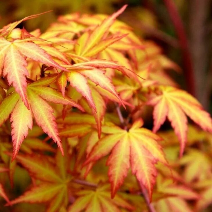 Японский сорт. Acer palmatum katsura. клен веерный кацура. клен японский катсура. клен японский acer japonicum.
