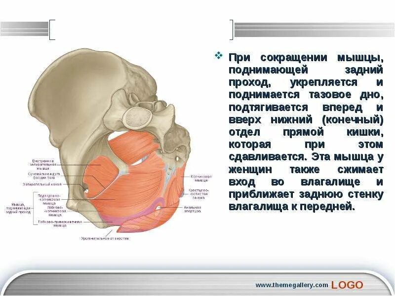 Мышца поднимающая задний проход. Мышца поднимающая задний проход