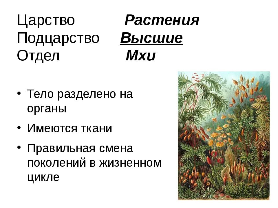 Моховидные 5 класс биология. Подцарство растений. Общая характеристика мохообразных. Общая характеристика мхов.