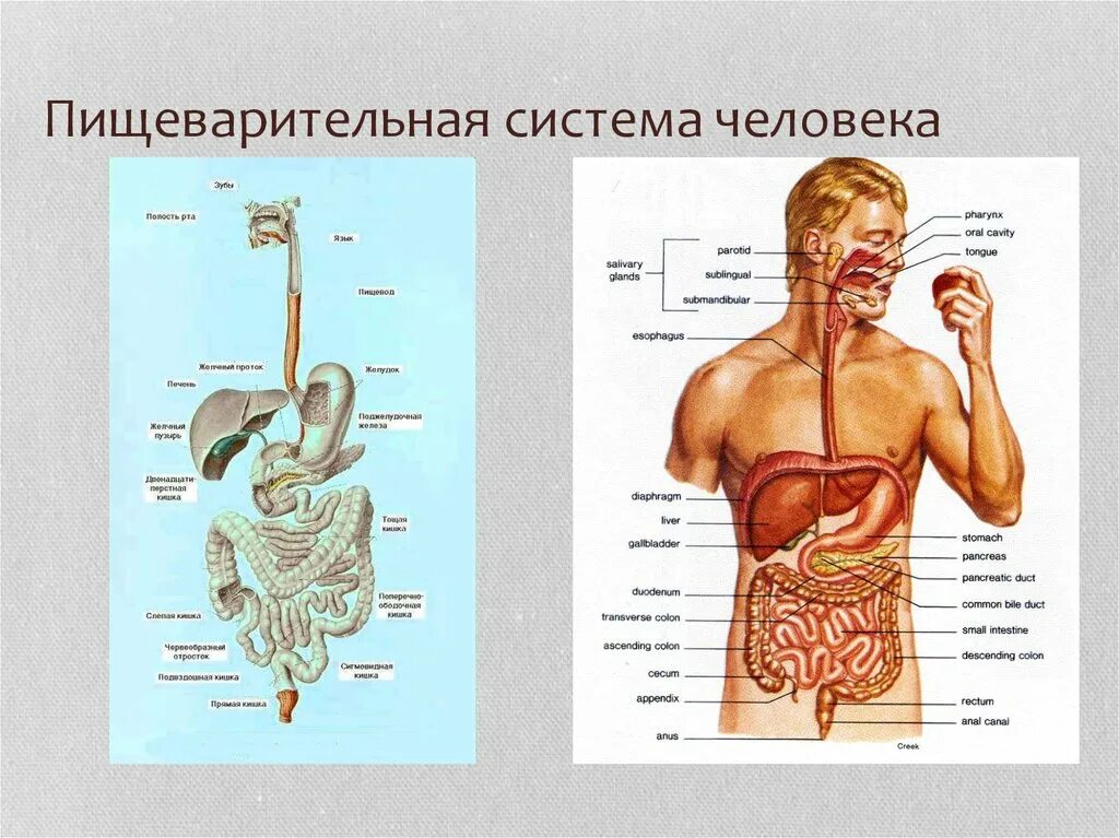 Пищеварительная система человека схема. Компоненты пищеварительной системы схема. Устройство пищеварительной системы человека схема. Строение пищевой системы человека. Пищеварительная система органы кратко