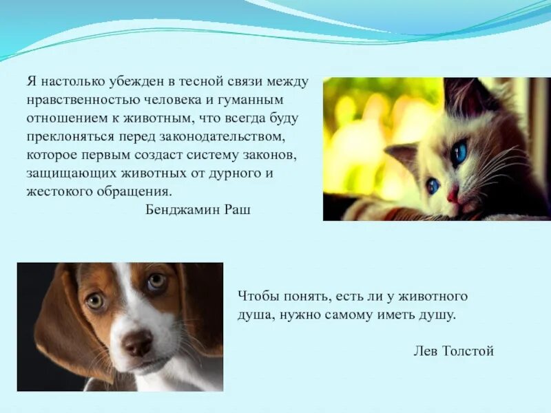 Пример отношения к животным. Гуманное отношение к животным. гуманного и ответственного отношения к животным. обращение с животными. памятка гуманное отношение к животным.