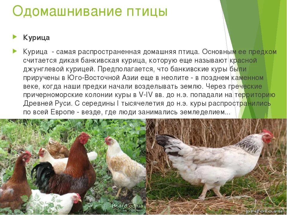 Одомашнивание птиц. Одомашнивание курицы. Одомашнивание курей. Цель одомашнивания курицы.