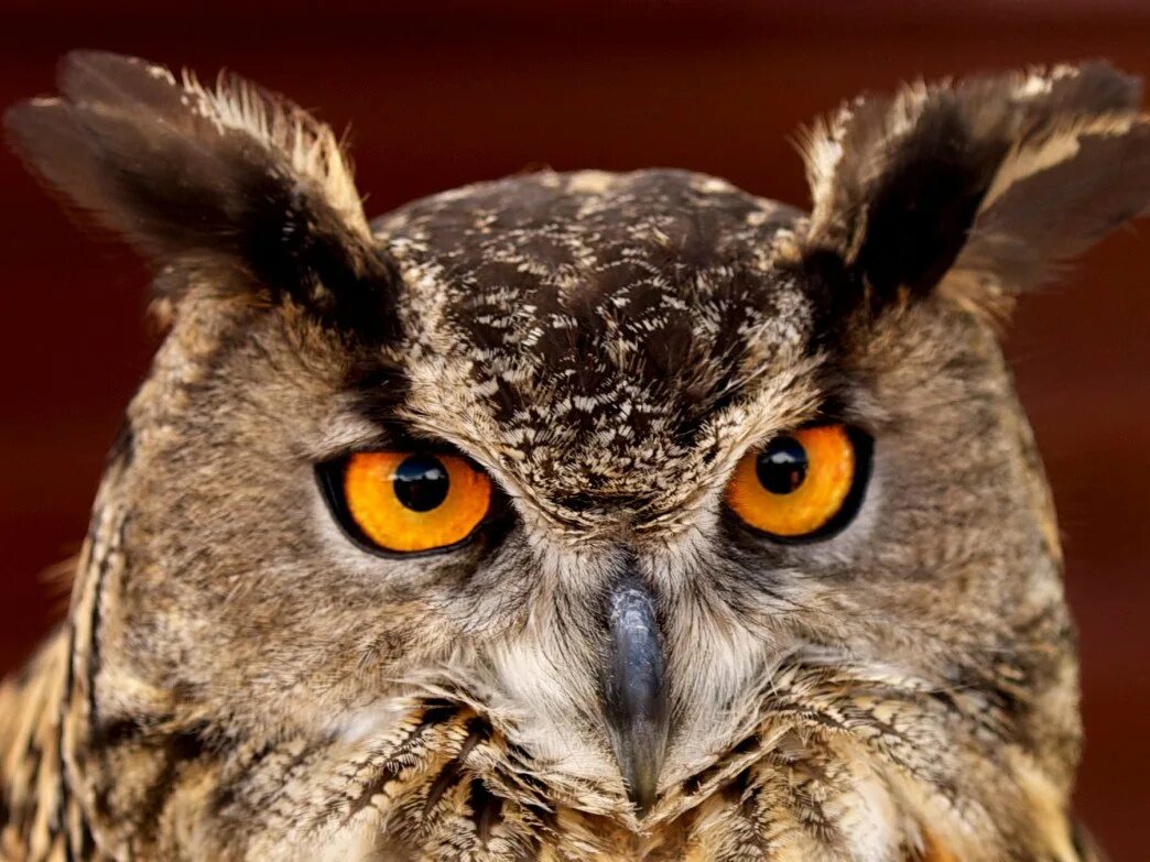 Сова карликовый сыч. Камигинская иглоногая сова. Белолицая сплюшка. Московский зоопарк совы. Сова берлин.