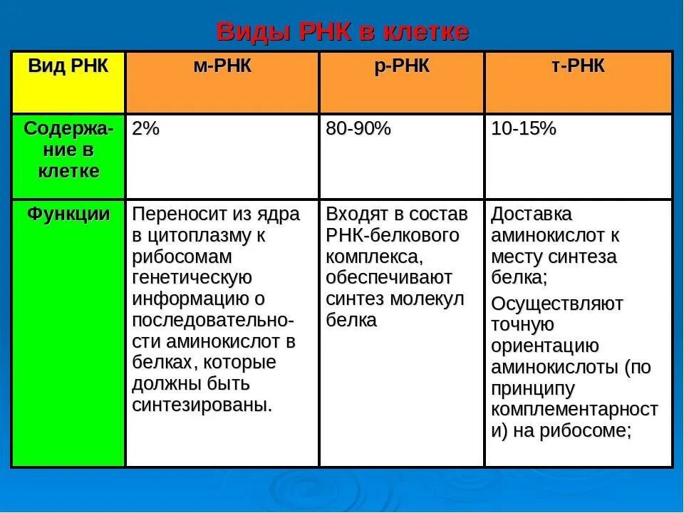 Функции и строение различных типов РНК. Функции разных типов РНК таблица. Структура и функции РНК.