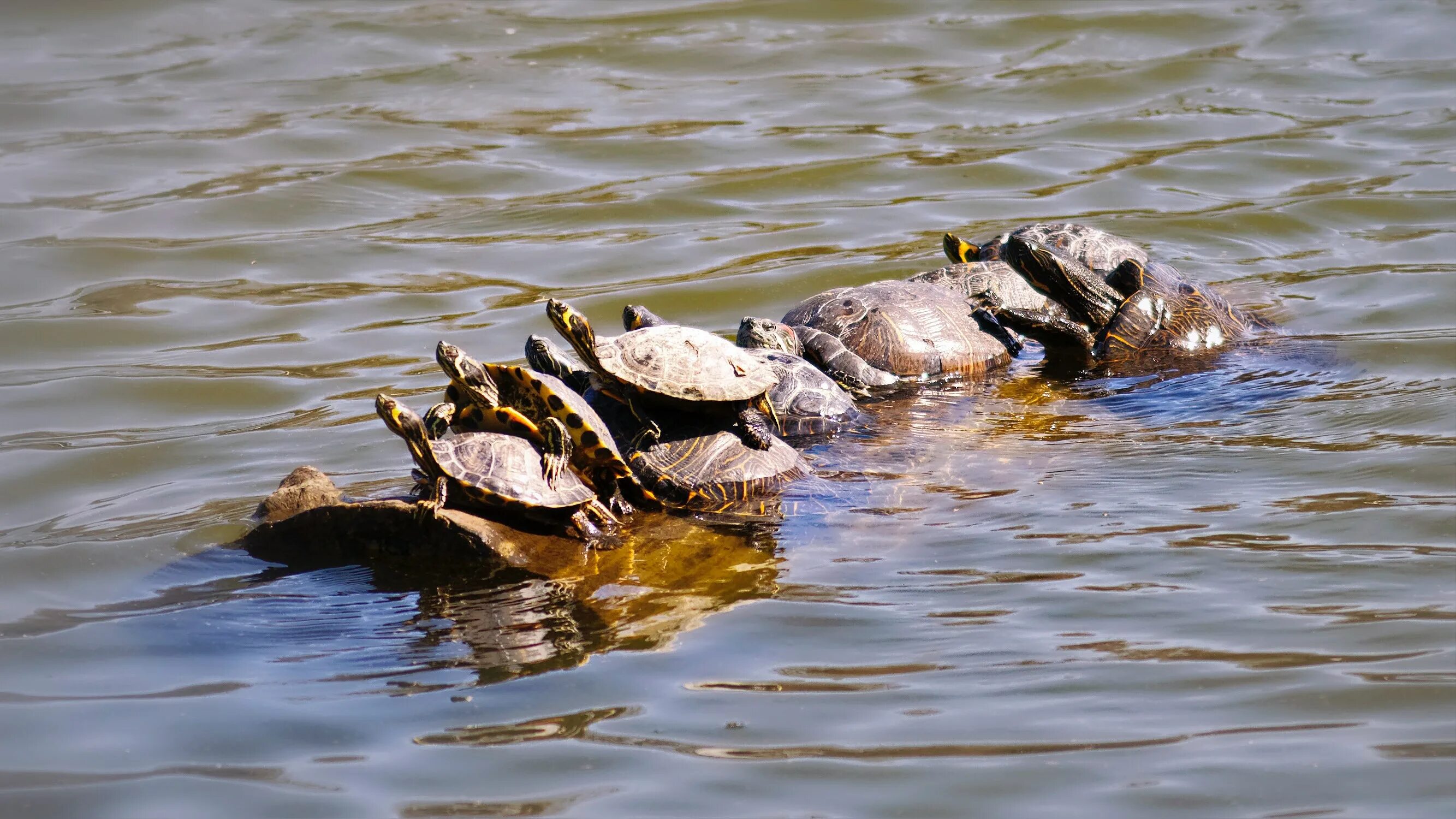 Черепаха в пруду. Черепаха амфибия. Черепаха в воде. Красноухая черепаха в дикой природе.
