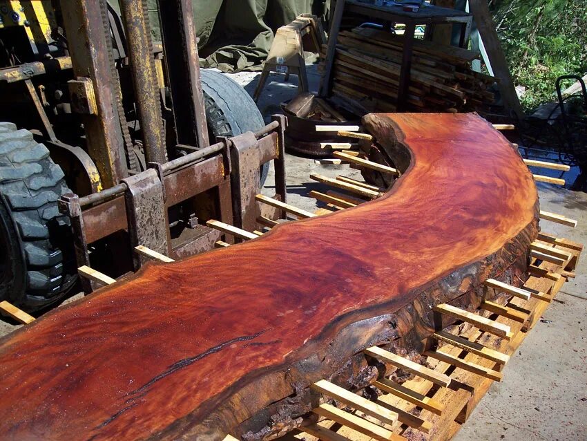 Красное дерево подгон. Крымский махагони древесина. Красное дерево Mahogany. Красное махагониевое дерево. Swietenia Mahagoni древесина.