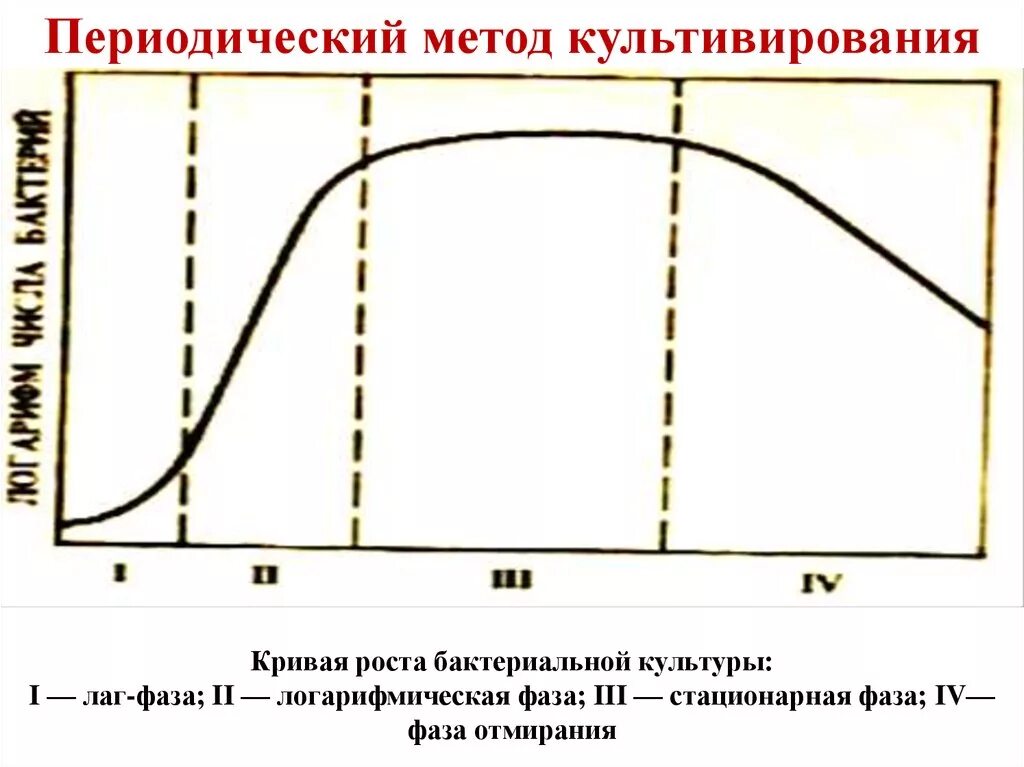 Стационарная кривая. Lag фаза роста бактерий. Стадии роста бактериальной культуры логарифмическая фаза. Кривая роста бактериальной культуры. Основные фазы роста микроорганизмов.