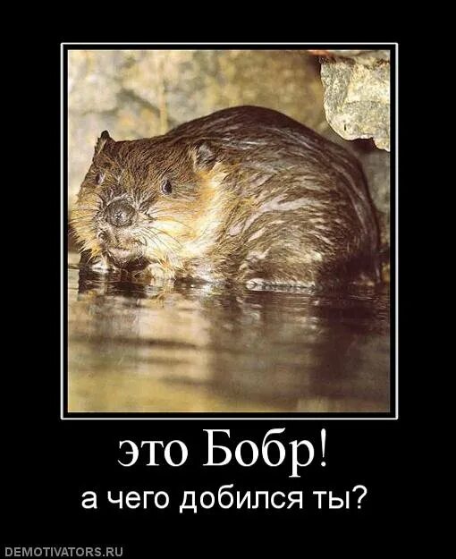 Мем с бобром. Бобр мемы. бобры мемы. шутки про бобров. бобер смешной.