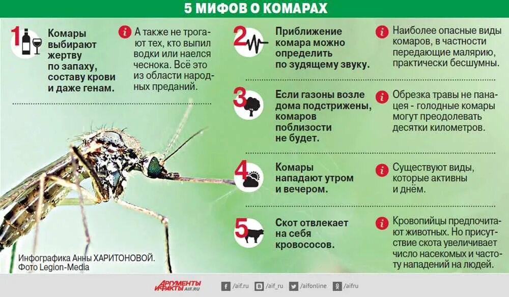 Какую болезнь разносят. Комары инфографика. Комары опасные для человека. Комары являются переносчиками.