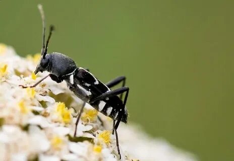 20 насекомых