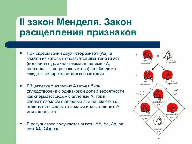 Моногибридное скрещивание пример законы г менделя Задачи Моногибридное Скрещивание 80 фото