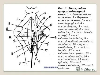 Ромбовидная ямка ядра черепных