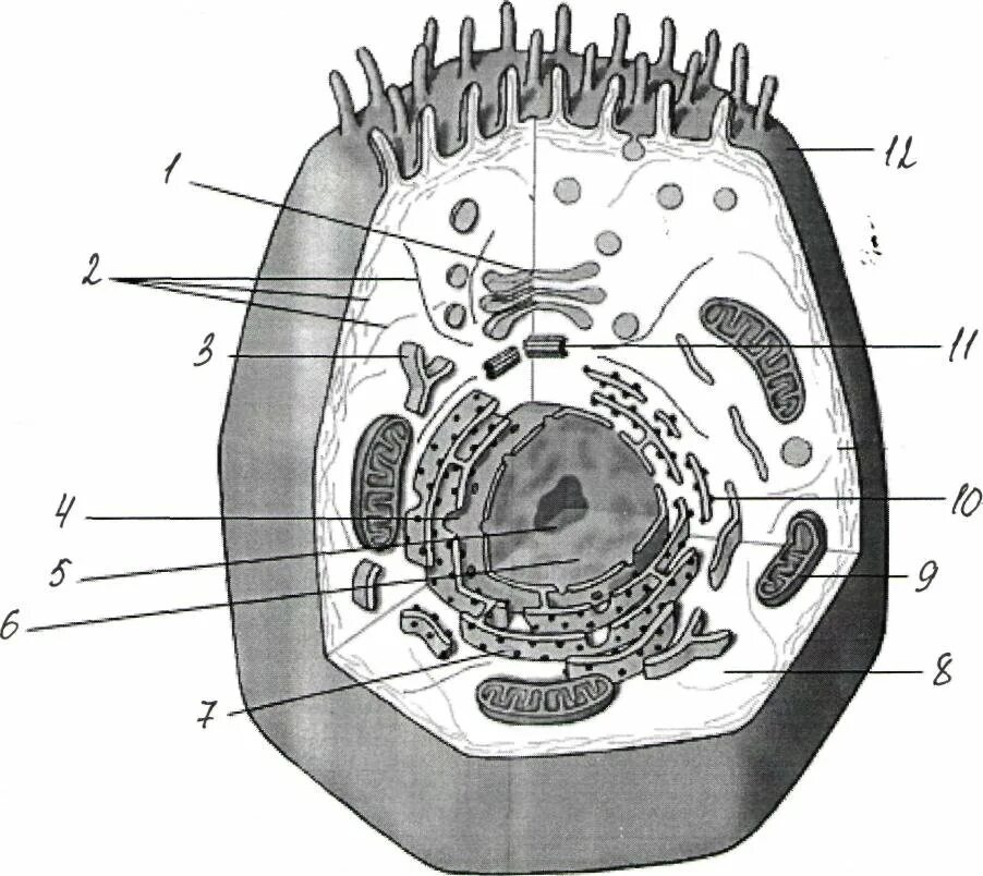 Клетка живого схема. Растительной эукариотической клетки. Строение эукариотической клетки животного. Строение животной клетки рисунок. Строение эукариотической клетки без подписей.