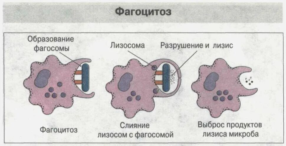 Фагоцитоз лейкоцитов схема. Этапы фагоцитоза иммунология. Мечников фагоцитоз. Механизм фагоцитоза иммунология. Может осуществлять фагоцитоз способен к амебоидному движению